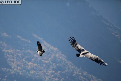 Vautour fauve