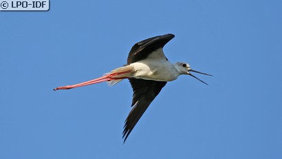 Échasse blanche