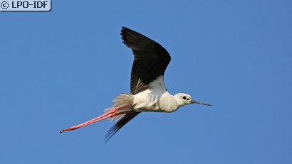 Échasse blanche