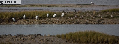 Aigrette garzette
