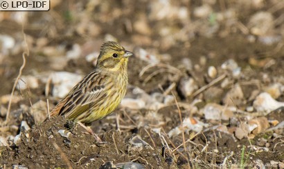 Bruant jaune