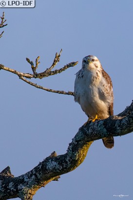 Buse variable
