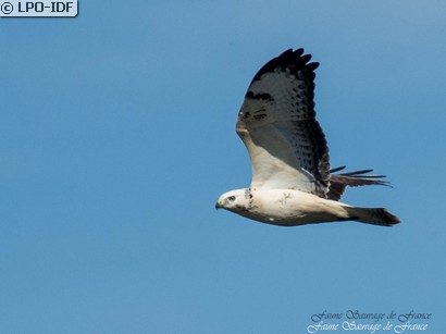 Buse variable
