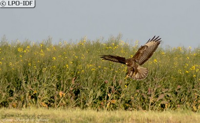 Buse variable