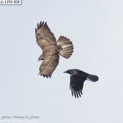 Buse variable
