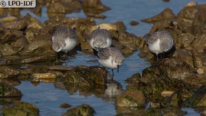 Bécasseau sanderling