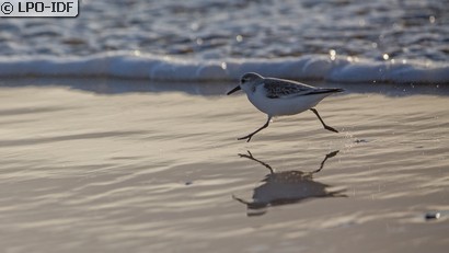 Bécasseau sanderling
