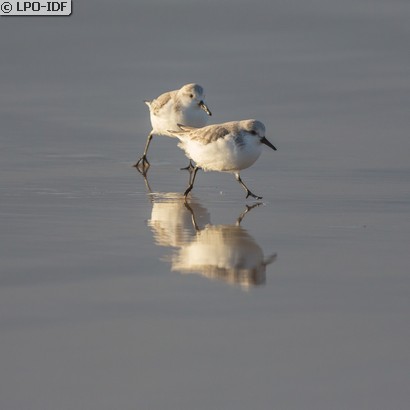 Bécasseau sanderling