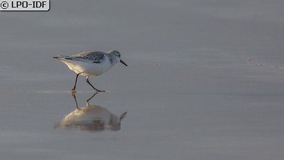 Bécasseau sanderling