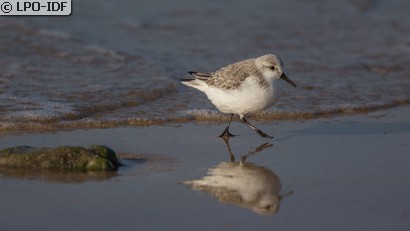 Bécasseau sanderling