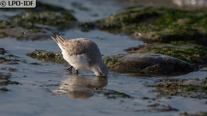Bécasseau sanderling