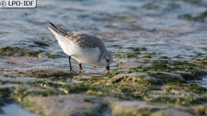 Bécasseau sanderling