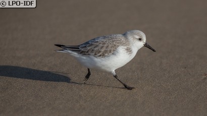 Bécasseau sanderling