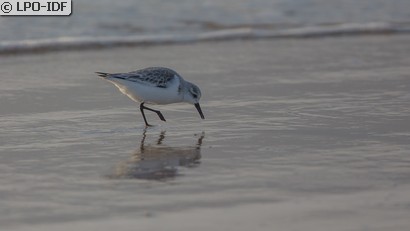 Bécasseau sanderling