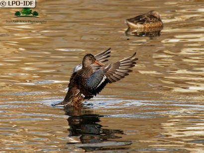 Canard souchet