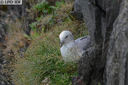 Fulmar boréal