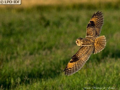 Hibou moyen-duc