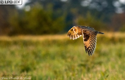Hibou moyen-duc
