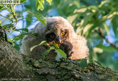 Hibou moyen-duc