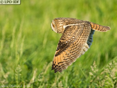 Hibou moyen-duc