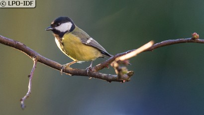 Mésange charbonnière