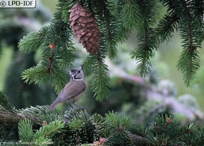 Mésange huppée