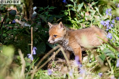 Renard roux