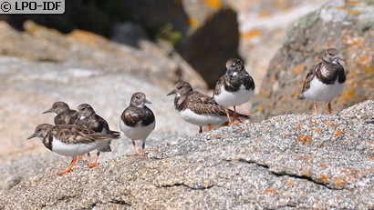 Tournepierre à collier