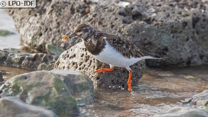 Tournepierre à collier