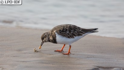 Tournepierre à collier