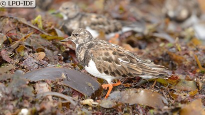 Tournepierre à collier