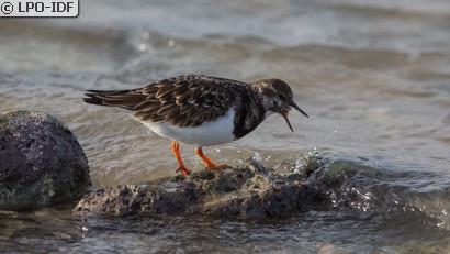 Tournepierre à collier