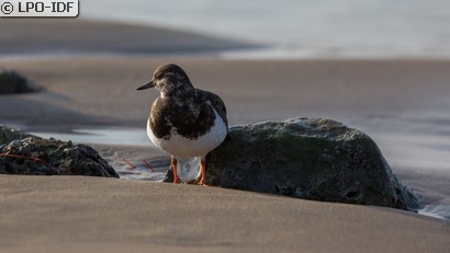 Tournepierre à collier