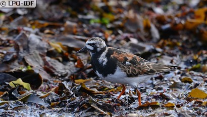 Tournepierre à collier