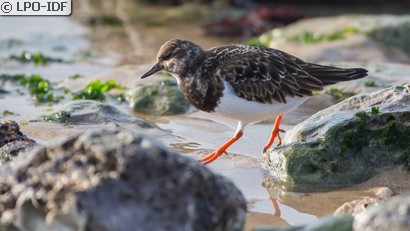 Tournepierre à collier