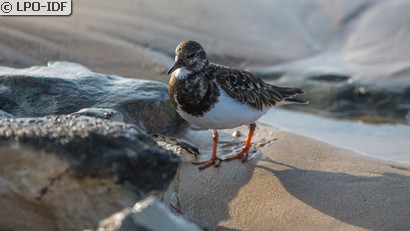 Tournepierre à collier