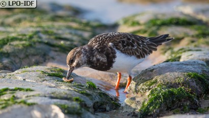 Tournepierre à collier