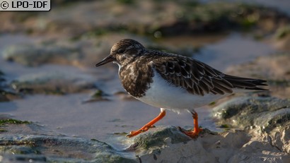 Tournepierre à collier