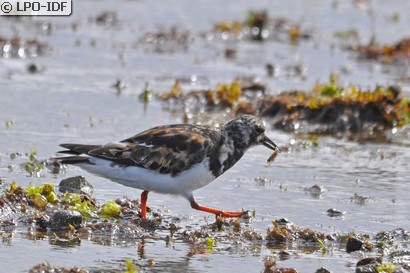 Tournepierre à collier