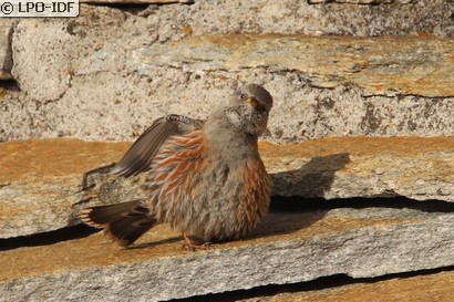 Accenteur alpin