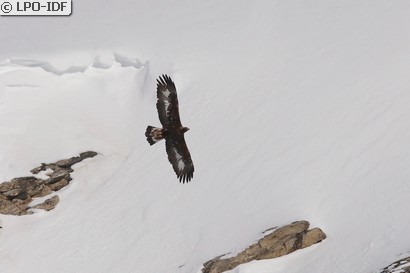 Aigle royal