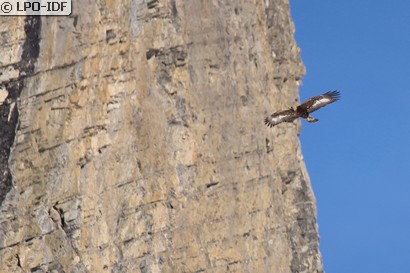 Aigle royal