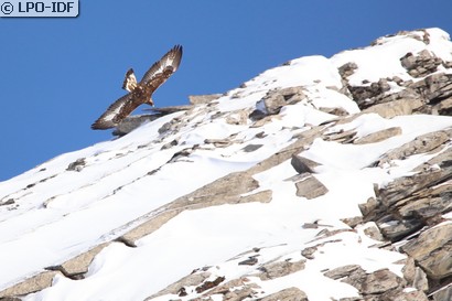 Aigle royal