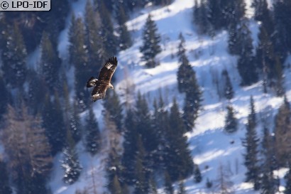 Aigle royal