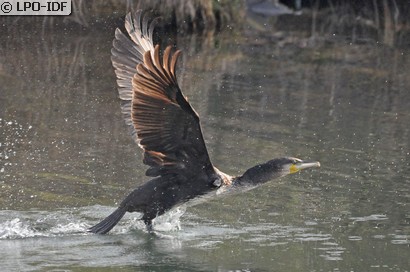 Grand Cormoran