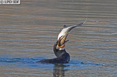 Grand Cormoran