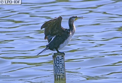 Grand Cormoran