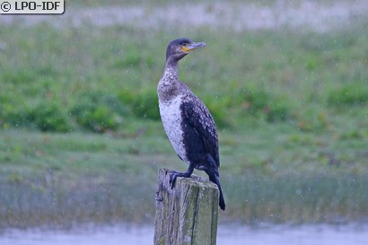 Grand Cormoran