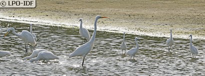 Grande Aigrette