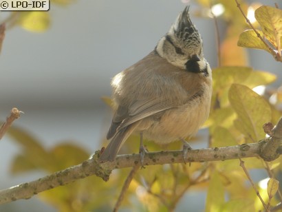 Mésange huppée